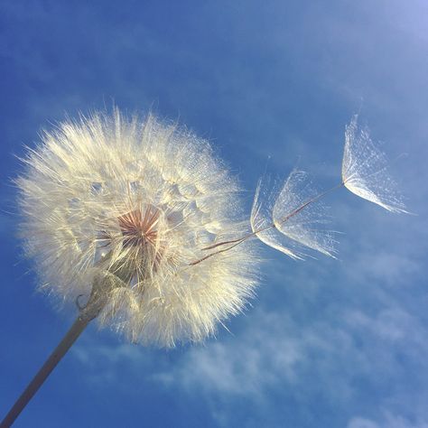 Dandelion... Make a wish Leon Aesthetic, Dandelion Puffs, Access Consciousness, Dandelion Wish, Make A Wish, Nature Photos, Tulips, Dandelion, Beautiful Flowers