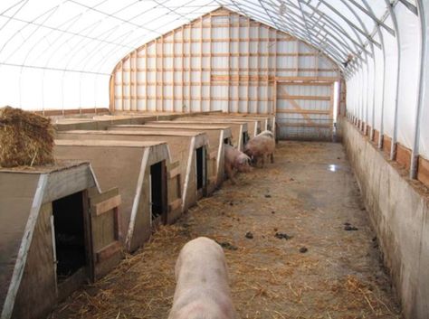 Farrowing Pen, Pig Farrowing, Beef Cows, Pig Shelter, Farm Structures, Pastured Pigs, Raising Livestock, Hog Farm, Livestock Shelter