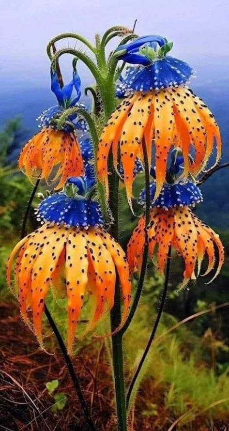 Bell Flowers, Strange Flowers, Fuchsia Flowers, African Flowers, Special Flowers, Unusual Plants, Unusual Flowers, Giant Flowers, Rare Flowers