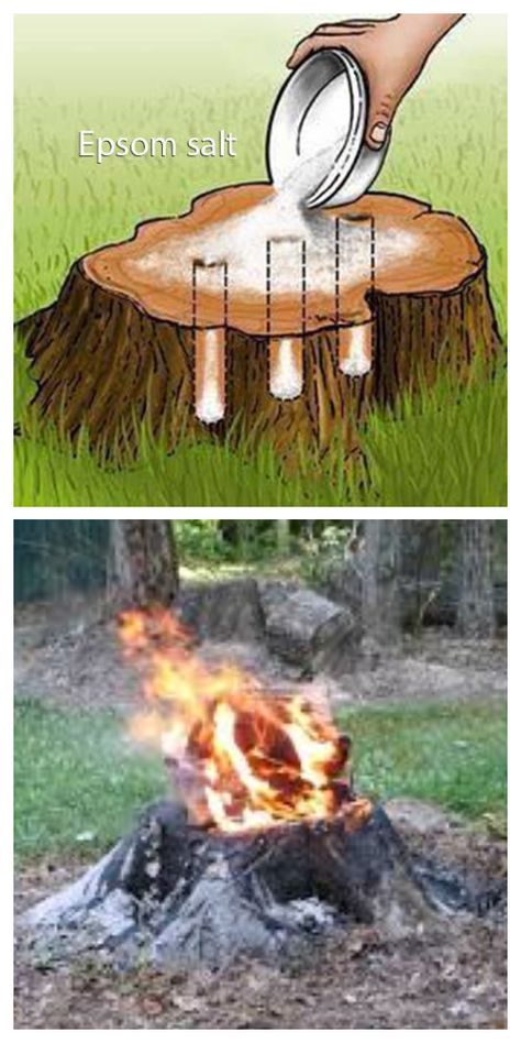 Kill Tree Stump, Tree Stumps Diy, Landscaping Around Trees, Diy Lawn, Couch Diy, Pallet Couch, Furniture Couch, Garden Yard Ideas, Tree Stump