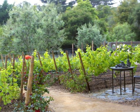 Mini vineyard and olives Small Vineyard Backyard, Mini Vineyard, Backyard Vineyard, Brunch Garden, Homestead Layout, Small Vineyard, Bell Gardens, Rose Bushes, Tuscan Design