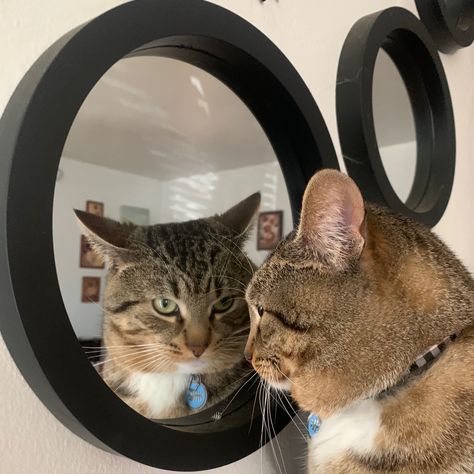 #cats #pets #mirror #aesthetic Mirror Aesthetic, Mirror Mirror On The Wall, Mirror On The Wall, Pets 3, Mirror Mirror, The Mirror, The Wall, Fur Babies, Mirror Wall