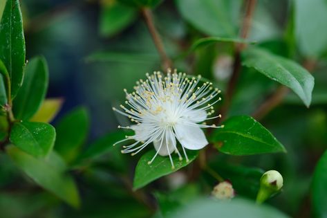 Common Myrtle, Pittosporum Tobira, Myrtle Flower, Myrtus Communis, Mallow Plant, Evergreen Flowers, Mock Orange, Moon Garden, Food Forest