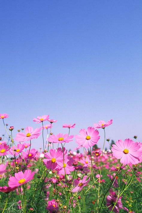 What to plant in August in Australia | Better Homes and Gardens Cosmos Flowers Garden, What To Plant In August, Vegetables To Plant, Flower Hd, August Garden, Pencil Drawings Of Flowers, Cosmos Flowers, Flower Stock, Beautiful Outdoor Spaces