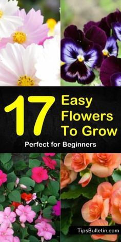 Easiest Flowers To Grow In Pots, How To Grow Flowers In Pots, Growing Flowers In Pots, How To Plant Flowers In Pots, Easy Flowers To Grow From Seed, Flowers To Grow In Pots, Low Maintenance Flowers, Potting Flowers, Easy Flowers To Grow