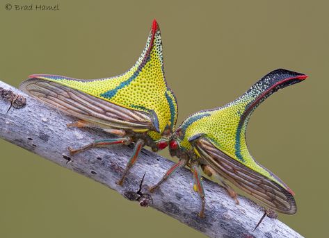 Leaf Hopper, Weird Insects, Leafhopper, Cool Insects, Sanibel Island Florida, Insect Collection, Cool Bugs, Interesting Animals, Beautiful Bugs