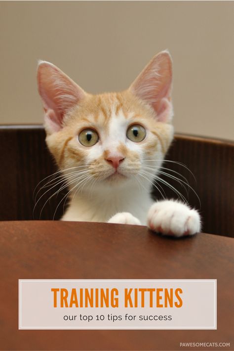 Top 10 Training Tips for Kittens | Pawesome Cats Training Kittens, Raising Kittens, Cat Toilet Training, Fluffy Kittens, Cat Care Tips, Kitten Care, Kitten Gif, Kittens Playing, Cat Top