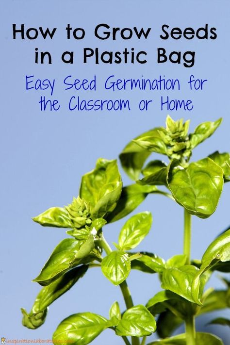 How to grow seeds in a plastic bag - easy seed germination for the classroom or home Growing A Seed In A Plastic Bag, Growing Seeds In A Bag, 4h Activities, Ks1 Science, Grow Seeds, Seed Growing, Preschool Garden, Plants Unit, Preschool Stem