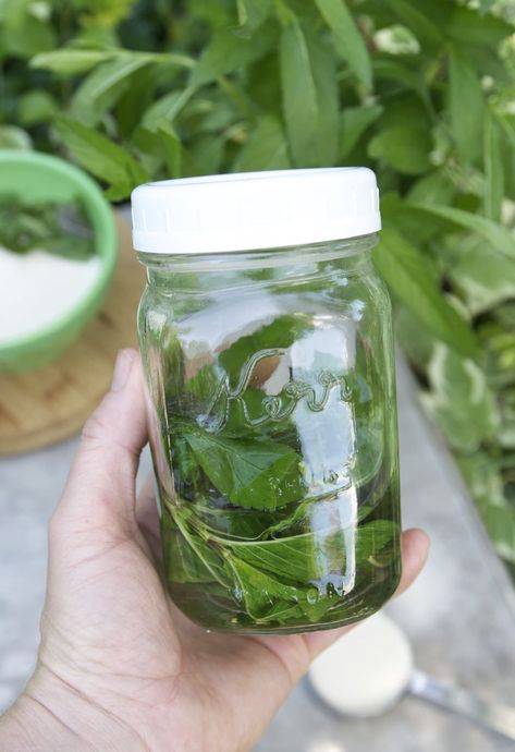 Gardening 101: How to Preserve Fresh Mint for Later | Kitchn Mint Growing, Preserve Fresh Herbs, Mint Herb, Growing Mint, Preserving Herbs, Mint Plants, Mint Recipes, Gardening 101, Garden Harvest