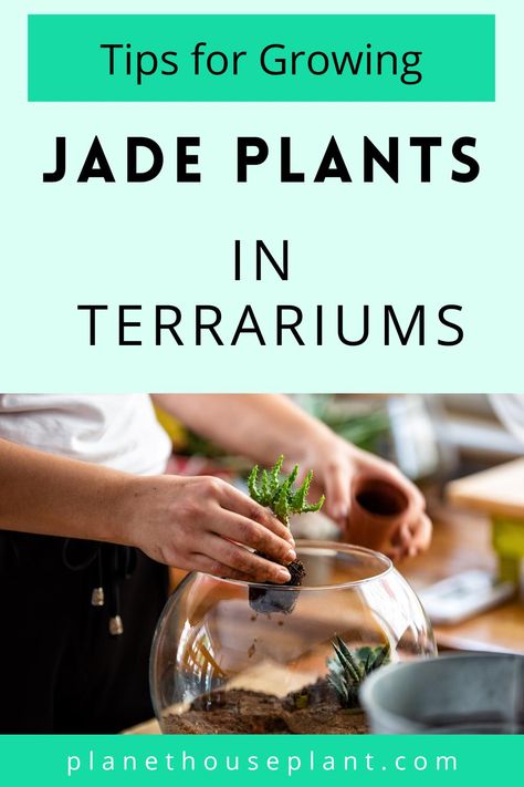 Tip 1: don’t. Jokes, jokes. Except it’s not. Jade plants aren’t a great option for terrariums. At all. Which rather begs the question, why write an article on it? The first reason is that people LOVE to grow jade plants in terrariums. I don’t know why. It’s, like a thing. The second reason is that ... Read more The post Tips for Growing Jade Plants in Terrariums appeared first on Planet Houseplant. Jade Terrarium, Drilling Holes In Glass, Closed Terrarium Plants, Closed Terrarium, Open Terrariums, Small Terrarium, Jade Plant, Water Mist, Succulent Care