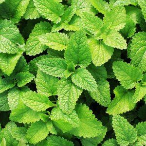 When To Plant Mint Seeds – Tips For Sowing Mint Seed In Gardens Forest Foraging, Peppermint Herb, Peppermint Tea Benefits, Liquid Coconut Oil, Mint Seeds, Spearmint Tea, Australian Tea Tree, Wild Mint, Refreshing Summer Drinks