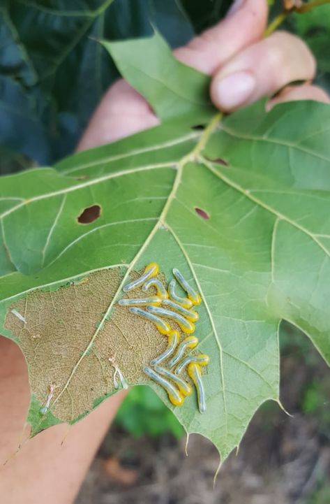 A Guide to Growing Oaks: Pests & Diseases - Grimm's Gardens Diy Insect Repellent, Plant Tissue, Moth Caterpillar, Insect Pest, Soil Testing, Soil Ph, Great Plains, Insect Repellent, Photosynthesis