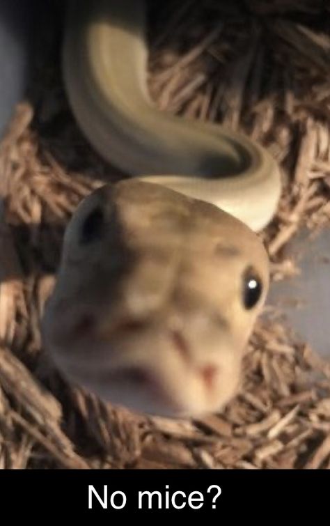 Cute Python Snakes, Cute Snakes Aesthetic, Cute Snake Pfp, Baby Snakes Cute, Pet Snake Aesthetic, Corn Snake Cute, Snakes Cute, Snake Pfp, Snakes Aesthetic