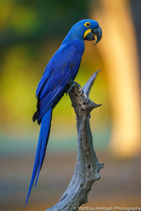 Macaw Wallpaper, Hyacinth Macaw, Best Sunscreen, Animal Jungle, Blue Macaw, Rainforest Animals, A Crow, Macaw Parrot, Best Sunscreens