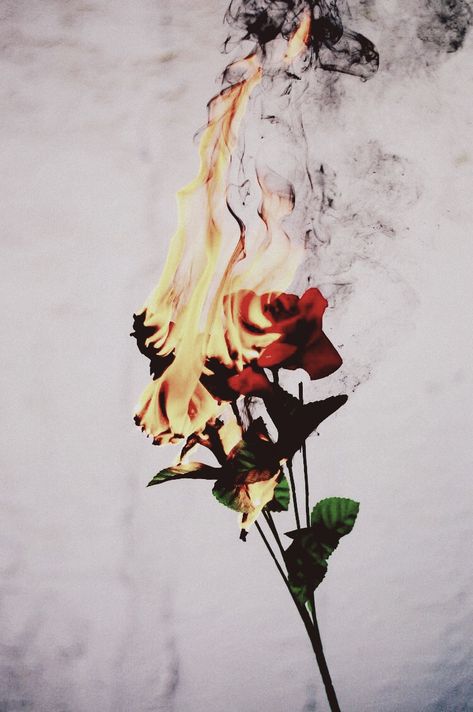 Betrayal Images, Rose Tumblr, Red Roses Wallpaper, Flame Art, Fire Photography, Aesthetic Roses, Regina Mills, Cute Flower Wallpapers, Iphone Wallpaper Tumblr Aesthetic