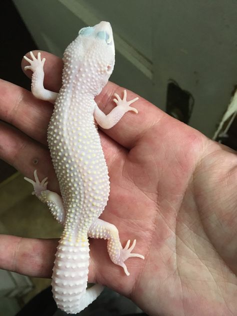 Blazing blizzard pos blanco diablo leopard gecko who doesnt have a name yet Blazing Blizzard Leopard Gecko, White Leopard Gecko, White Gecko, Gecko Terrarium, Reptile Room, Crested Gecko, Cute Reptiles, White Leopard, Leopard Gecko