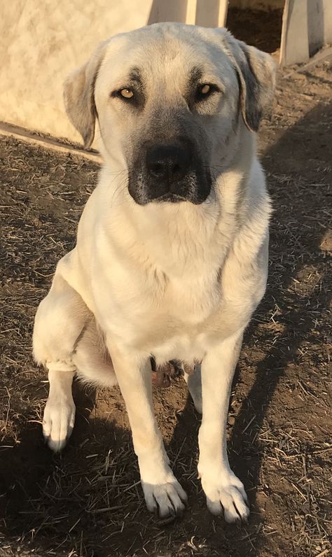 its fun to be around anatolian shepherds of all kinds 💙💕 Anatolian Shepherd Puppies, Funny Dog Tshirts, Guardian Dog, Kangal Dog, Caucasian Shepherd, Livestock Guardian Dog, Largest Dog, Livestock Guardian, Big Dog Breeds