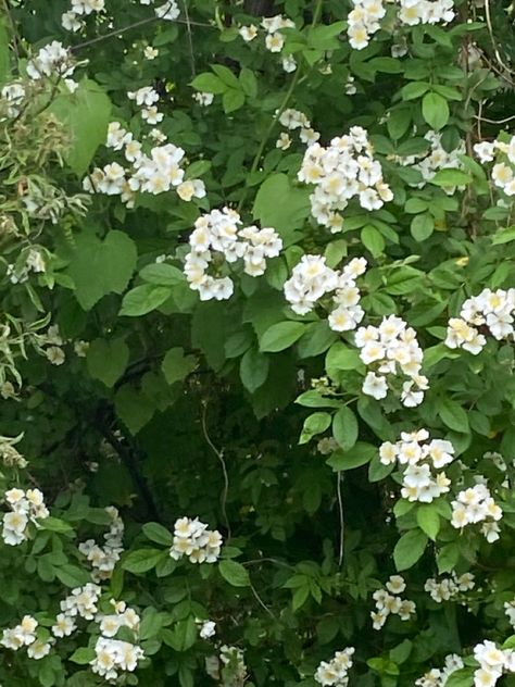 White flowers nature green Green And White Flowers, Photos Flowers, Green Photo, Nature Green, Flowers Nature, Bright Green, Green And White, White Flowers, Color Schemes