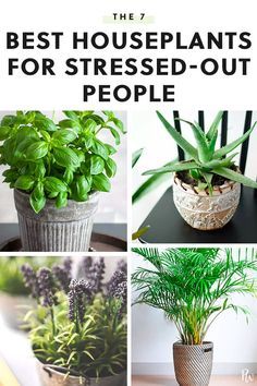 The 7 Best Houseplants for Stressed-Out People #houseplants #plants #stressedout #plants #houseplantsforstress Best Houseplants, Tanaman Pot, Household Plants, نباتات منزلية, Inside Plants, Best Indoor Plants, Air Purifying Plants, Bedroom Plants, House Plants Decor