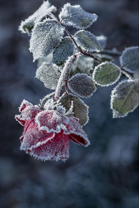 Frozen Rose, Ice Plant, Winter Rose, Rosé Aesthetic, Winter Frost, Shabby Flowers, Plant Aesthetic, Winter Flowers, Amazing Flowers