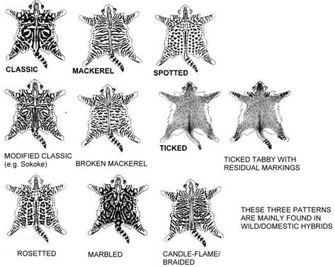 Tabby markings chart Tabby Patterns, Grey Cat Breeds, Domestic Cat Breeds, Spotted Cat, Cat Anatomy, Cat Spray, Types Of Cats, Forest Cat, Cat Pose