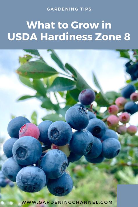 blueberries with text overlay gardening tips what to grow in usda hardiness zone 8 Blueberries Growing, Zone 8 Plants, Veggie Garden Layout, Grow Blueberries, Garden Soil Mix, Blueberry Gardening, Garden Planters Diy, Easy Herbs To Grow, Pot Gardening