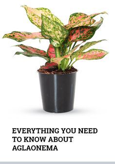 Aglaonema Plant Care and Growing Guide of the Most Popular Houseplant Aglaonema Propagation, Relaxing Garden Ideas, Chinese Evergreen Plant Care, Aglaonema Plant Care, Green Sunroom, Aglaonema Plant, Fall Container Plants, Chinese Evergreen Plant, Low Light House Plants