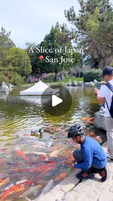 Anjali 🧚🏼‍♀️ Travel , Adventure, Fashion on Instagram: "📍Japanese Friendship Garden, San Jose

The Japanese Friendship Garden is nestled within Kelley Park, San Jose. This 6 acre park features Japanese aesthetics, traditional elements like bridges, lanterns, and meticulously manicured landscapes. They have a big koi pond with lots of fish and a lot of other trees and flowering plants . 

🪷The garden symbolizes the strong bond between San Jose and its sister city, Okayama, Japan, serving as a testament to the enduring friendship between the two cities.

Note: Not all ponds are full , there wasn’t water in  the main pond when we went, so that was a bit disappointing but otherwise nice.

🕒The park is open daily from 10 AM to 6PM. There is no admission fee. Parking fee per vehicle is $6 Japanese Garden With Koi Pond, Japan Deer Park, Koi Fish Pond With Bridge, Adventure Fashion, Okayama Japan, Blue Pond Hokkaido, Monets Pond Japan, Okayama, Flowering Plants