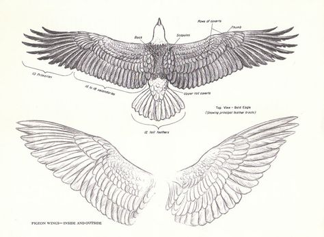 Pigeon Wings, Wing Anatomy, Eagle Wing Tattoos, Tattoo Wings, Tattoo Vintage, Raven Wings, Wings Book, Eagle Drawing, Wings Drawing