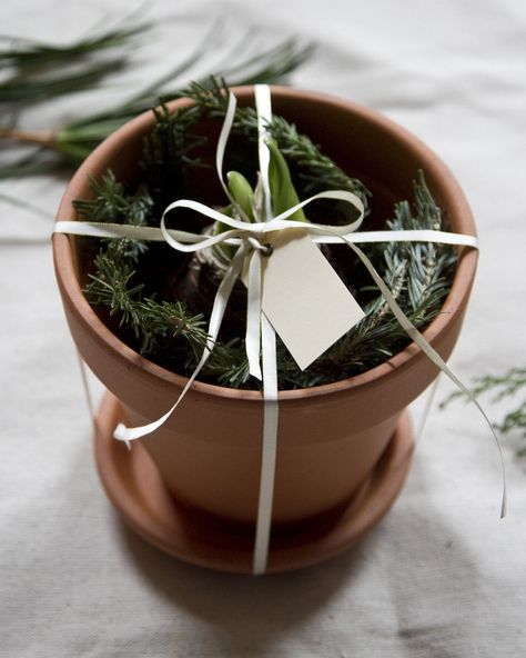 Down to the wire. If there are last-minute gifts on your holiday list, just say no to the frenzy at the mall. A DIY potted amaryllis bulb is a lovely gift—and you'll enjoy assembling it. Potted Amaryllis, Amaryllis Christmas, Erin Boyle, Indoor Gardening Supplies, Herbs Growing, Sustainable Holiday, Chistmas Gift, Diy Container Gardening, Homemade Holiday Gifts