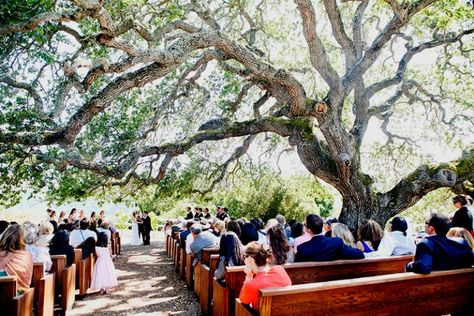 Carmel Valley Wedding Venues - complete with Pricing Info and Photos Oak Tree Wedding Ceremony, Tree Wedding Ceremony, Oak Tree Wedding, Wedding Spots, Monterey Wedding, Carmel Weddings, Summer Camp Wedding, Wedding Rentals Decor, Smallest Wedding Venue