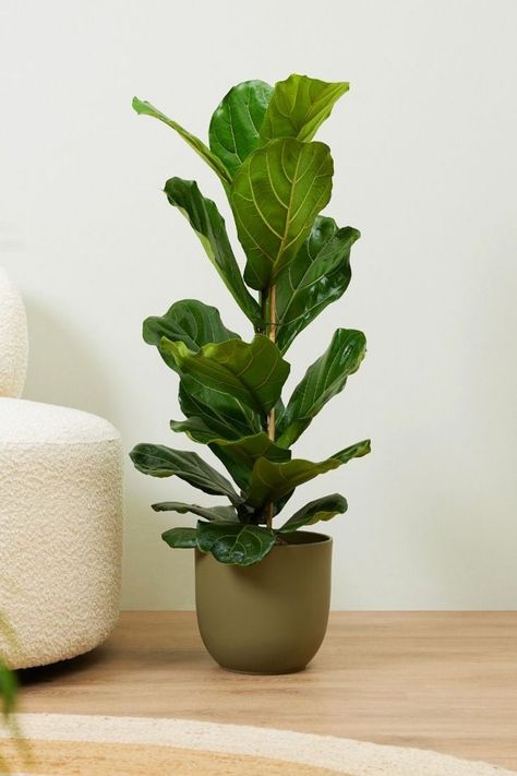 Ficus Indoor Plant, Ficus Plant Indoor, Ficus Lyrata Indoor, Decoration With Plants, Ficus Plant, Plant Study, Elephant Ear Plant, Greenhouse Plants, Ficus Lyrata