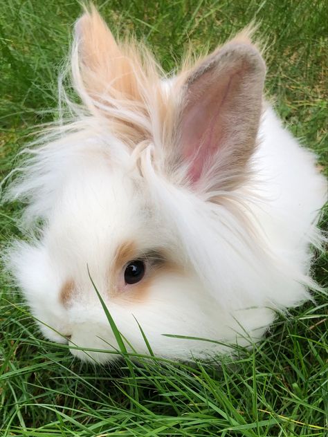 Lion Head Rabbit, Lion Main, Lion Rabbit, Lionhead Bunny, Cutest Bunny Ever, Mini Lop, Rabbit Head, White Lion, Lion Mane