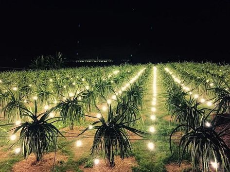 Ngẩn ngơ trước vẻ đẹp “thần sầu” của vườn thanh long Bình Thuận Buah Naga, Thanh Long, Beach Villa, Dragon Fruit, Dress Wedding, Villa, Fruit, Drawings, Instagram