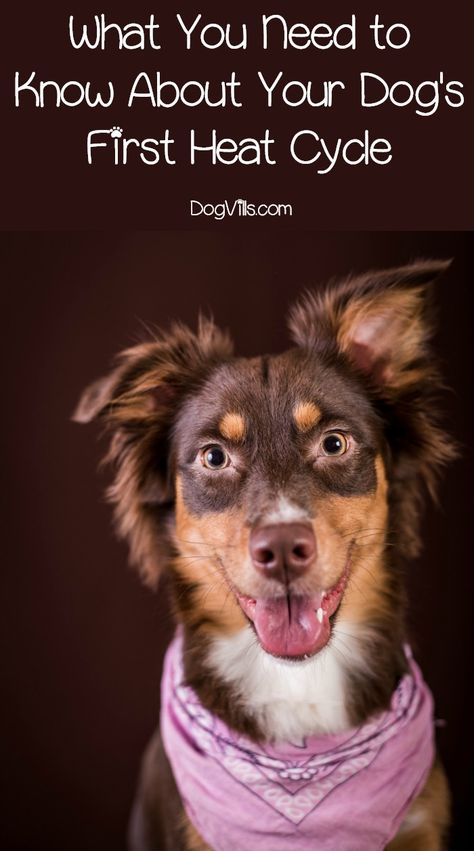 A dog's first heat cycle can occur anywhere from 4 months to 2 years, depending on their size. Here's what to know about a dog's first heat cycle. Dog Heat Cycle, Female Dog In Heat, Socializing Dogs, Dog In Heat, Coconut Oil For Dogs, Easiest Dogs To Train, Train Your Dog, Dog Facts, Nikon D750