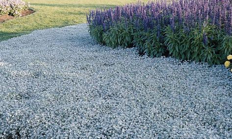 Silver Falls Dichondra, Ground Cover Seeds, Lawn Alternatives, Waterwise Garden, Drought Tolerant Landscape, Silver Falls, Australian Plants, Plants For Hanging Baskets, Trailing Plants