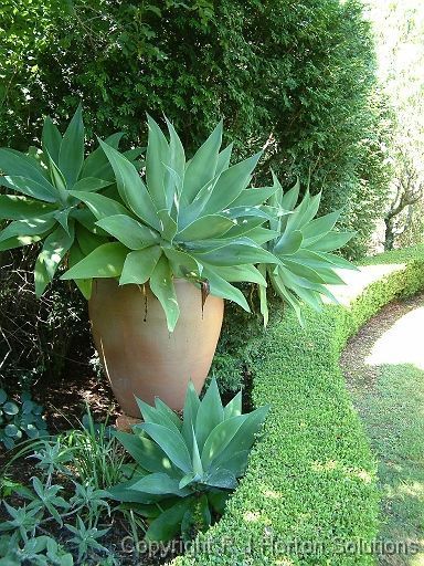 Agave Attenuata – 16 superbes plantes d'agave – Coucher de soleil Agave In Terracotta Pot, Foxtail Agave Landscape, Agave In Pots, Potted Agave, Pottery Containers, Planters Pottery, Agave Attenuata, Succulent Landscape Design, Tropical Garden Design