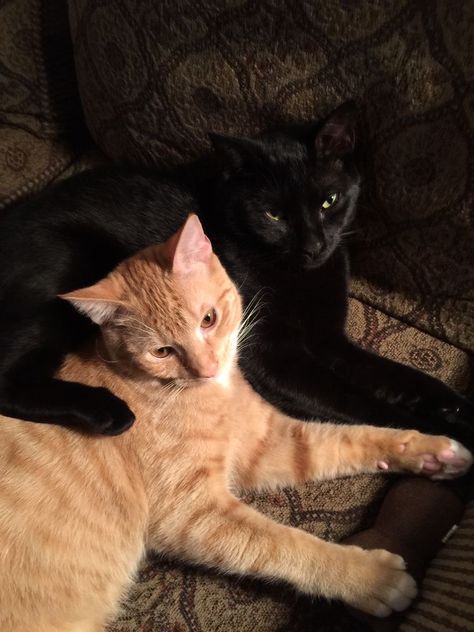 Black And Orange Cat Matching Pfp, Black And Orange Cat Aesthetic, Black And Orange Cat, Cat Duo, Black Cat Aesthetic, Cat Couple, Cat Cuddle, Two Cats, Orange Cats