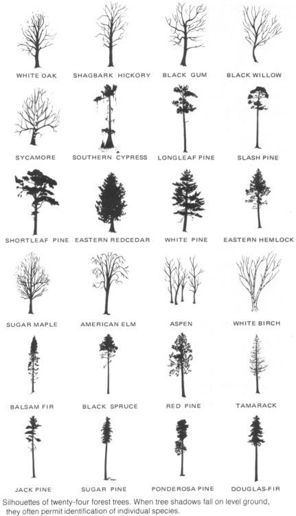 Hemlock Tattoo Trees, Aspen Tree Tattoo Small, Aspen Tree Silhouette, Tree Tattoo Simple Minimalist, How To Draw Aspen Trees, Oak Tree Tattoo Small Simple, Simple Tree Tattoo Men, Colored Tree Tattoo, Simplistic Tree Tattoo