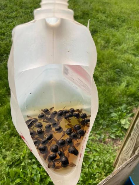 Homemade Bee Trap, Wood Bee Trap, Bee Killer, Bee Spray, Bee Repellent, Homemade Bug Repellent, Bee Trap, Carpenter Bee Trap, Old Milk Jugs