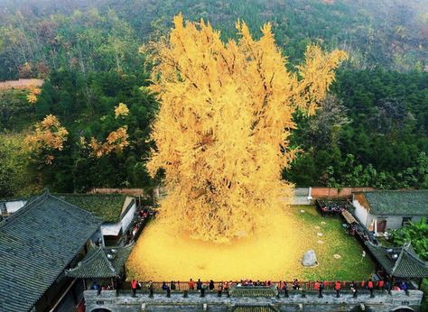 This ginkgo tree planted by Emperor Li Shimin, second ruler of the Tang Dynasty said to be 1,400 years old Ginkgo Biloba Tree, Chinese Tree, Maidenhair Tree, Living Fossil, Ginkgo Tree, Old Trees, Tang Dynasty, Ginkgo Biloba, Kew Gardens