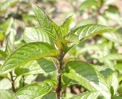 Peppermint by UK Photos - Europa Fotos on @creativemarket Peppermint Tea Benefits, Easy Crepe Recipe, Peppermint Plants, Peppermint Tea, Uk Photos, Marjoram, Organic Essential Oils, Edible Garden, Basil