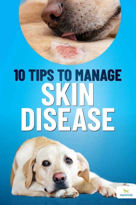 The health of your dog’s skin is an indicator of your dog’s deeper health ... dog skin conditions are often the first sign of immune disease. via @dogsnaturallymagazine Dog Skin Problems Pictures, What To Feed Dogs, Dog Itching Remedies, Itchy Dog Skin, Dog Skin Problem, Dog Skin Care, Meds For Dogs, Flaking Skin, Dog Itching