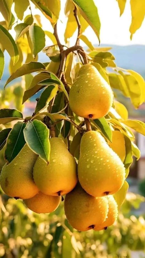 Fruits And Vegetables Pictures, Fruit Bearing Trees, Garden Watering System, Vegetable Pictures, Growing Fruit Trees, Fruit Picture, Fruit Wallpaper, Types Of Fruit, Fruit Photography