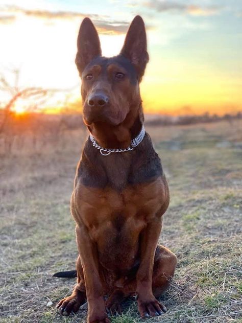 ♥️Ara♥️  The First *Chinese Laizhou Hong Red Dog* in Germany.   From Laizhou Hong DOG Kennel Germany Laizhou Hong, Smart Dogs, Chinese Dog, Rare Dogs, Every Dog Breed, Rare Dog Breeds, Big Dog Breeds, Scary Dogs, Dog Business