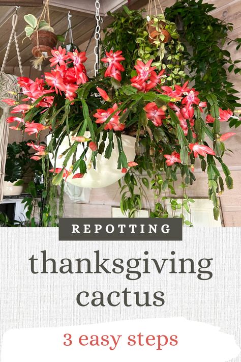 Plant Deficiencies, Christmas Cactus Propagation, Common House Plants, Christmas Cactus Care, Cactus Leaves, Christmas Cactus Plant, Thanksgiving Cactus, Holiday Cactus, Cactus Care