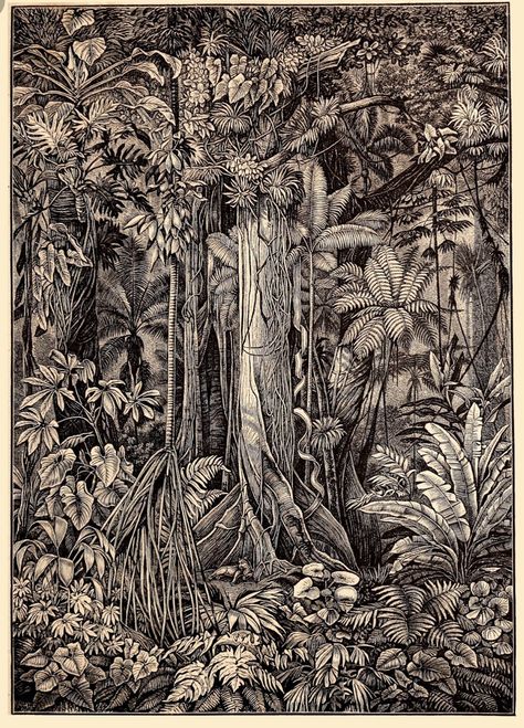 Jungle Drawing, Pen Art Work, Jungle Illustration, Black And White Illustrations, Jungle Art, Geometric Design Art, Prints On Canvas, Unique Drawings, Antique Images