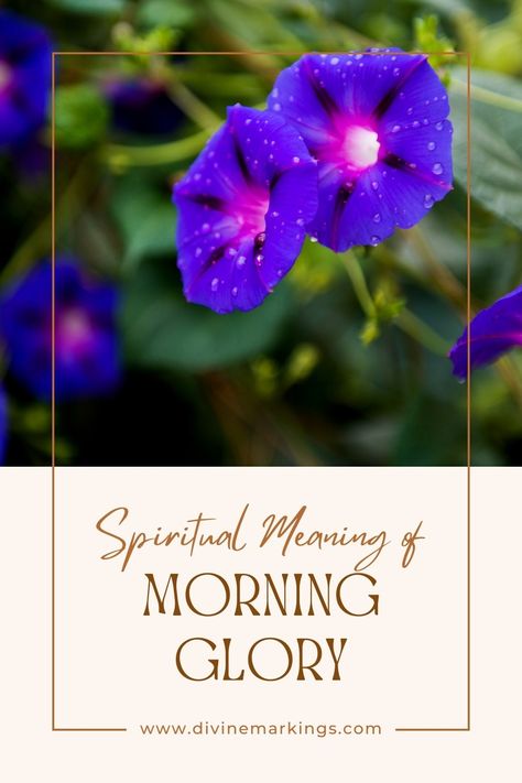 Morning Glory Spiritual Meaning: Symbolism & Significance Morning Glory Meaning, Glory Quotes, Morning Glory Plant, Blue Morning Glory, Morning Glory Flowers, Good Morning Quote, Meant To Be Quotes, Flower Meanings, Small Acts Of Kindness