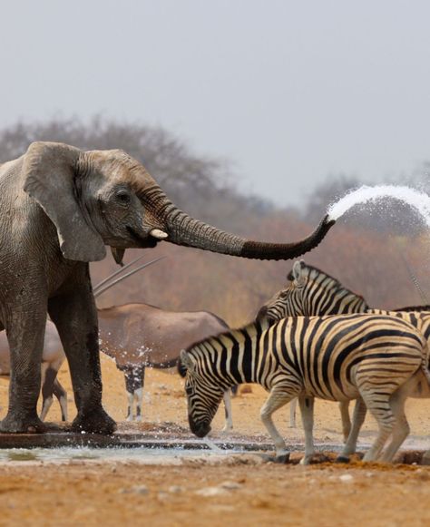 Elephant Spraying Zebras - An elephant humorously spraying zebras with water in Etosha National Park. #Elephant #EtoshaNationalPark Etosha National Park, An Elephant, Zebras, Tanzania, Kenya, National Park, National Parks, Elephant, Water