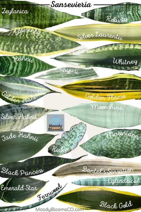 The Sansevieria Snake Plant Variety Identification & Care Guide will help you identify some of your favorite varieties. If you’re looking for an easy-care houseplant, look no further than the popular Sansevieria. Commonly known as Snake plant, Bowstrings Hemp, or Mother-in-law’s tongue. It’s called the mother-in-law’s tongue because of its sharp and pointy leaves, and because it lives a really long time. Plant Leaf Identification, Snake Plant Varieties, Types Of Leaves, Snake Plant Care, Sansevieria Plant, Tanaman Pot, نباتات منزلية, Plant Varieties, Plant Care Houseplant